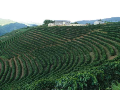 Coffee Yunnan Catimor 350g