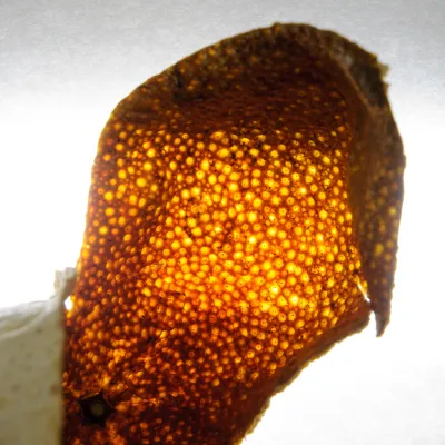 Tangerine peel (chen pi)