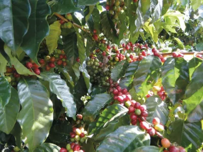 Coffee Yunnan Catimor 350g