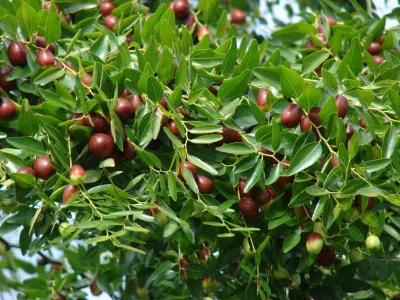 Chinese jujube (zao)
