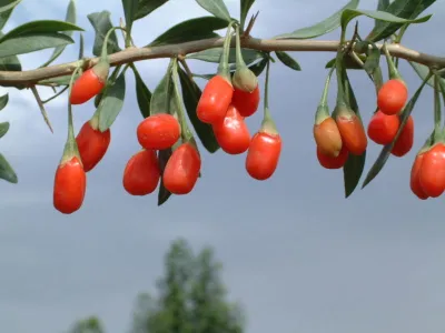 Chinese wolfberry (Gou Ji)