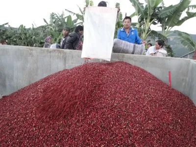 Coffee Yunnan Catimor 350g